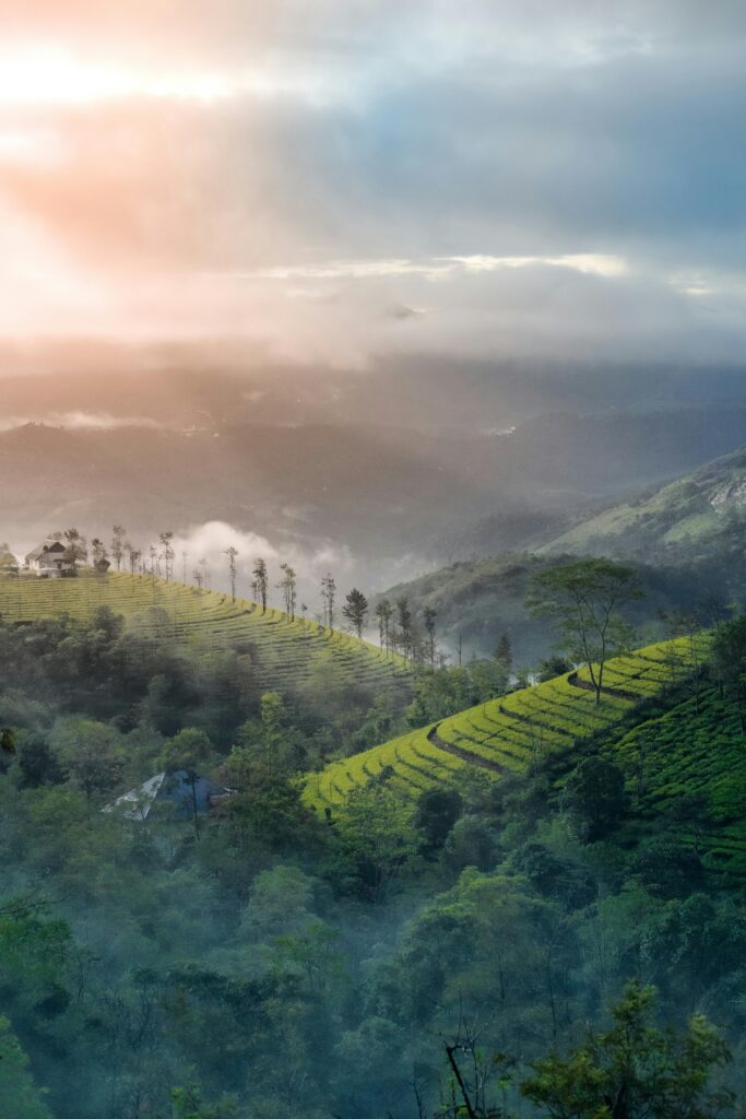 Misty morning over Munnar tea plantations in Kerala with sunbeams – Kerala Luxury Trip