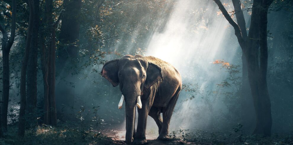Wild elephant in Periyar Forest – Thekkady Luxury Trip