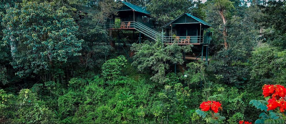 Elevated treehouse cottages surrounded by forest greenery in Wayanad