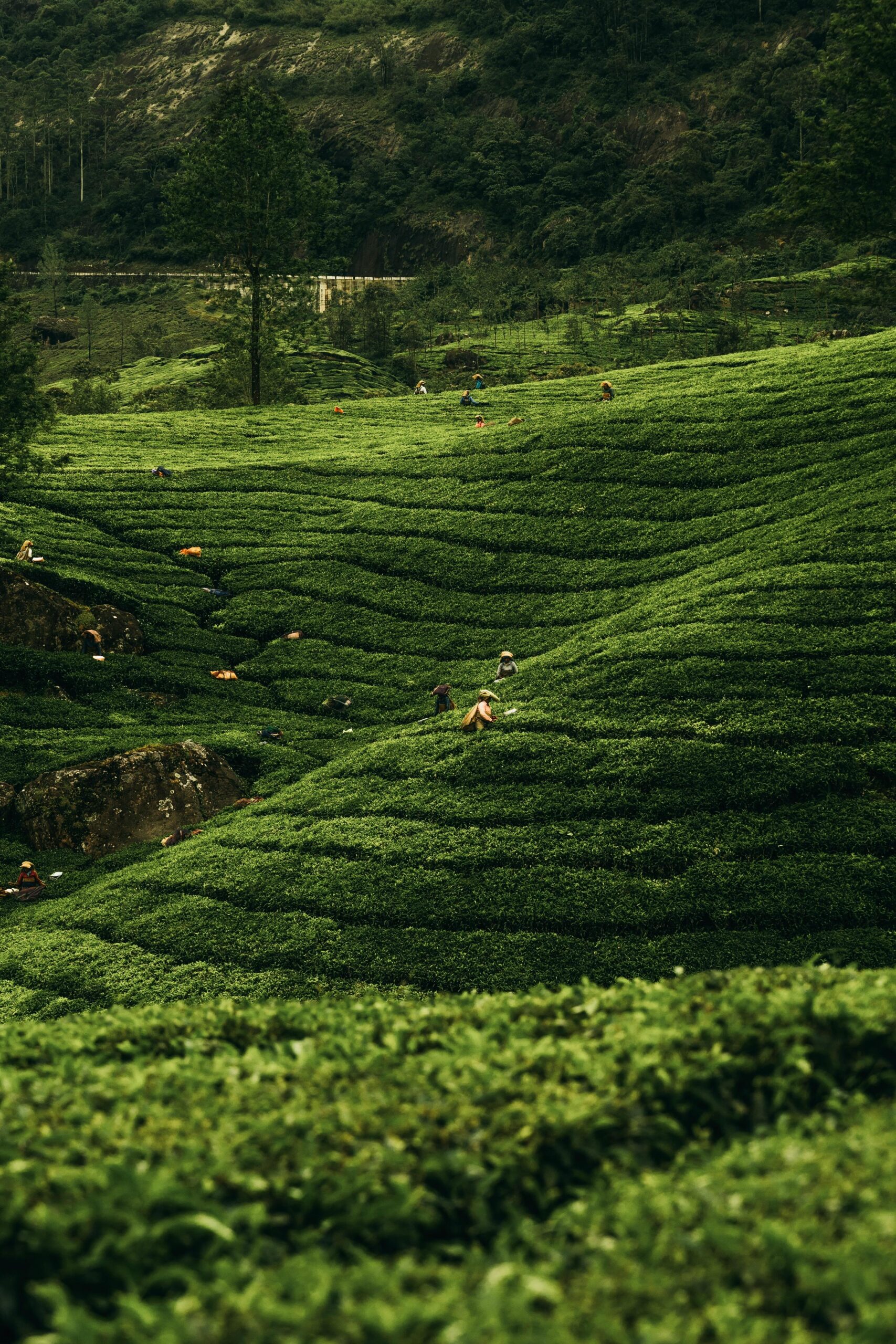People plucking tea leaves in the lush Munnar hills – Kerala Luxury Trip